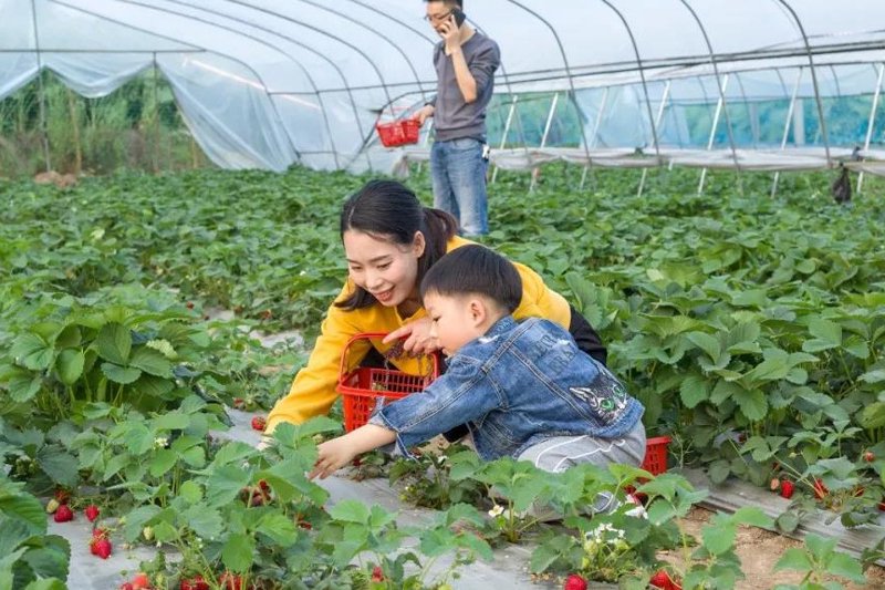 东港草莓:一颗颗甜蜜的鲜果