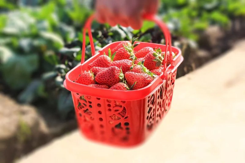 品味自然甜蜜——走进东港草莓的世界