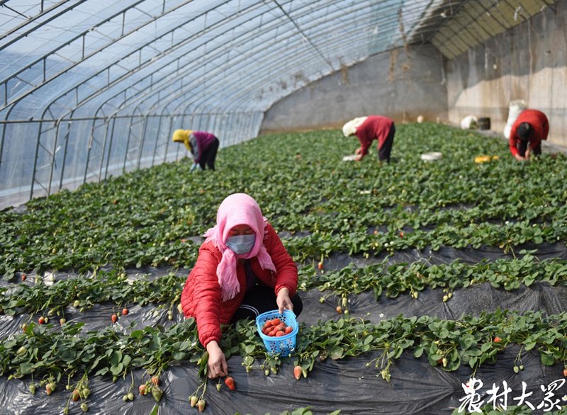 草莓合作社
